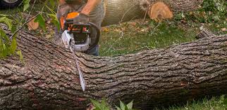 Hemlock, MI Tree Services Company