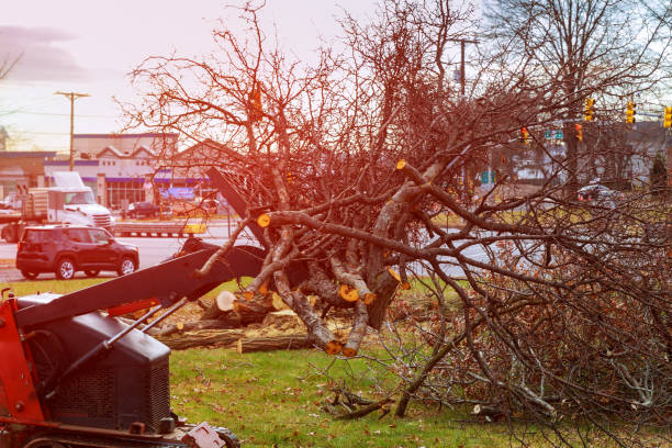 How Our Tree Care Process Works  in  Hemlock, MI