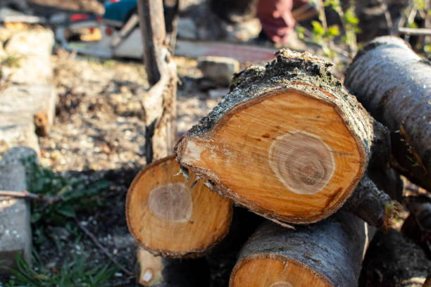 Best Tree Trimming and Pruning  in Hemlock, MI