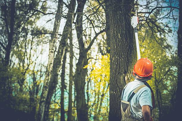 Best Arborist Consultation Services  in Hemlock, MI